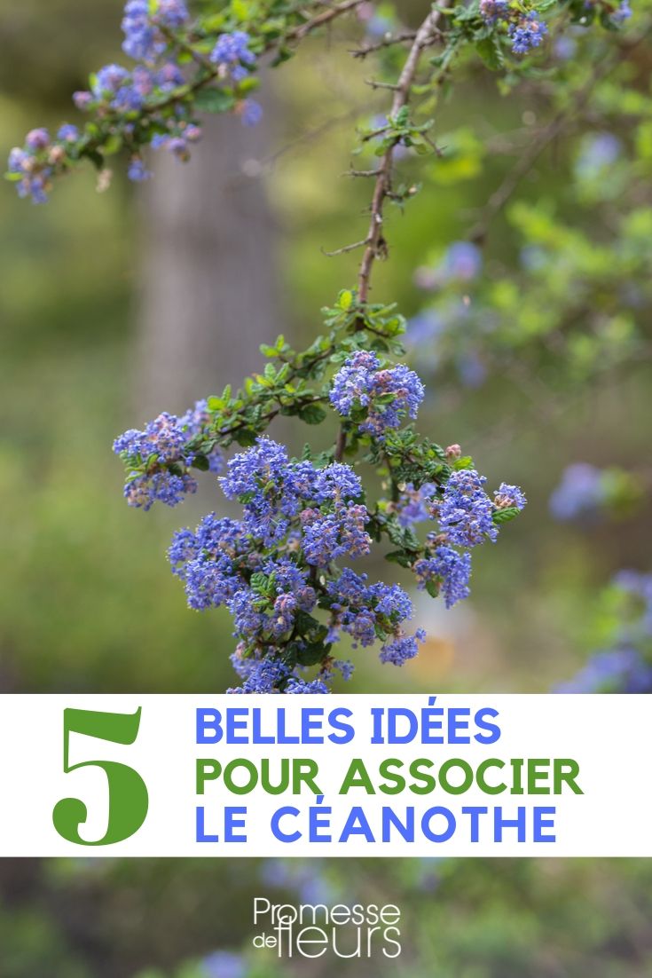 océanothe _ asociarlo al jardín (1)