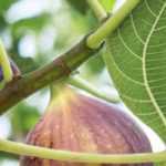 Higuera: ¿cómo elegir la variedad adecuada?
