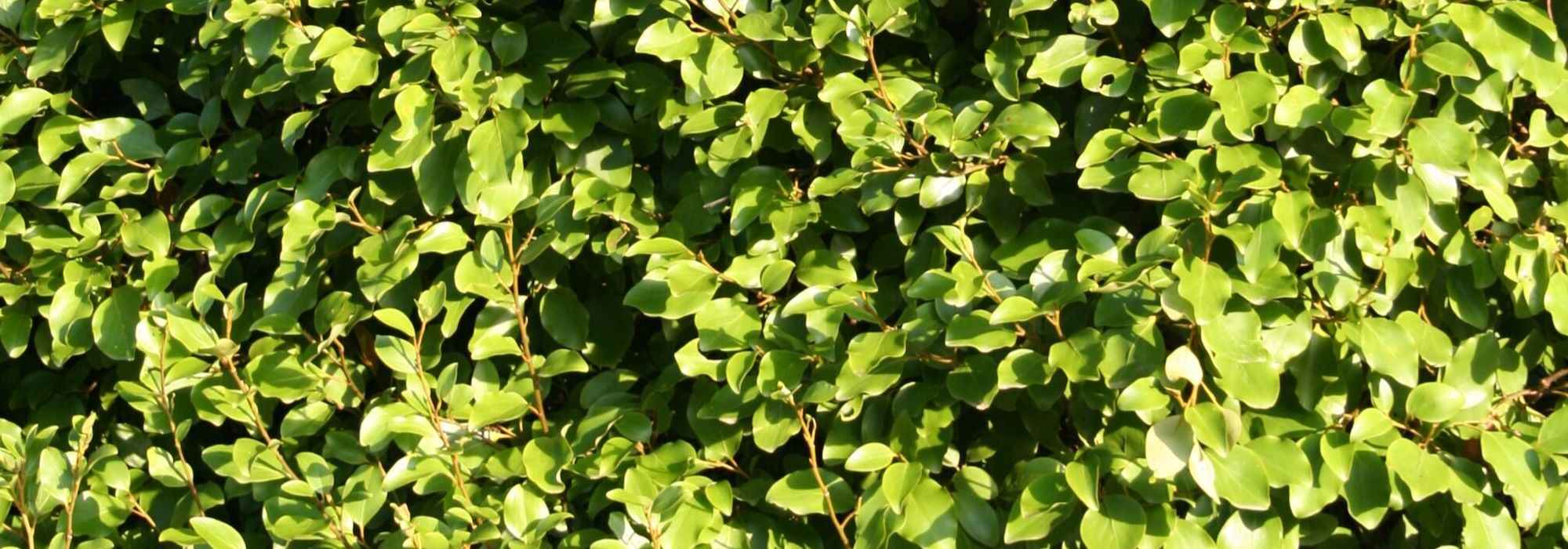 Griselinia, Griseline: plantar, podar y mantener