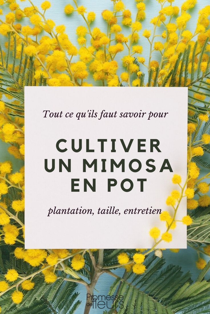 mimosa en maceta _ nuestros consejos para plantarlo y cuidarlo correctamente Mimosa en maceta: consejos de cultivo