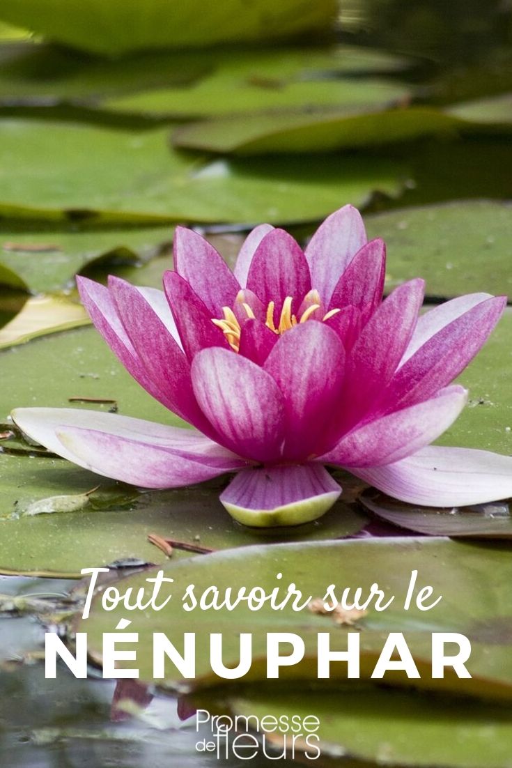 Nymphaea: todo lo que necesitas saber