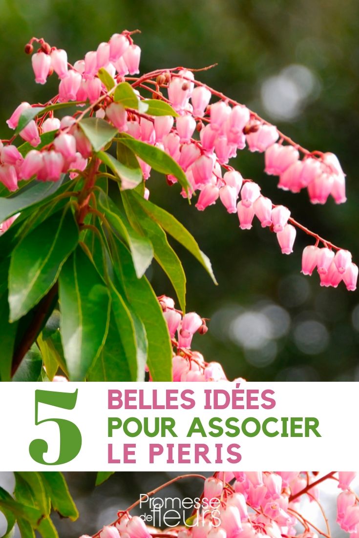 pieris, andrómeda _ asociarlo en el jardín (1)