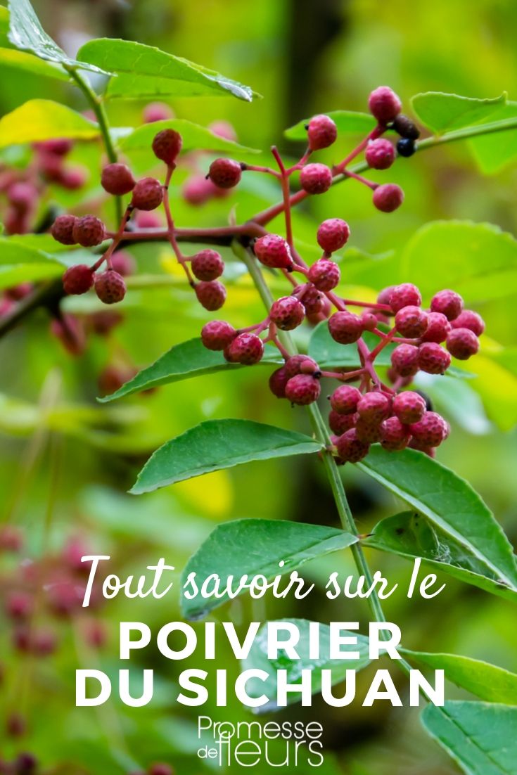 pimentero zanthoxilum todo lo que necesitas saber Pimentero de Sichuan: cultivo