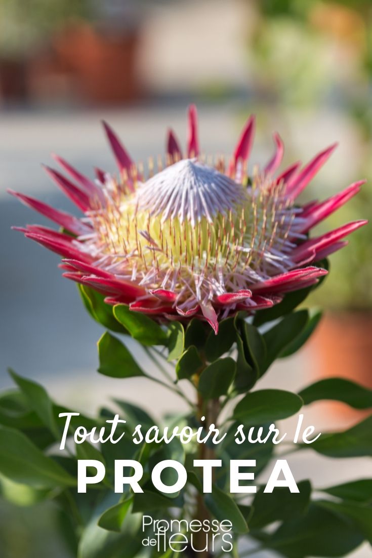 **Protea: Todo lo que necesitas saber**
Las proteas son plantas fascinantes y exóticas que destacan por sus flores únicas y su aspecto impresionante. Originarias principalmente de Sudáfrica, estas plantas pertenecen a la familia Proteaceae y son conocidas por su resistencia y adaptabilidad a diferentes climas. Si estás pensando en añadir una protea a tu jardín o simplemente quieres aprender más sobre estas maravillas botánicas, aquí tienes todo lo que necesitas saber.
### Características de las Proteas
- **Flores llamativas**: Las flores de las proteas son grandes, vistosas y tienen una estructura compleja que las hace únicas. Suelen ser de colores vibrantes, como rojo, rosa, amarillo o blanco.
- **Hojas resistentes**: Las hojas son generalmente gruesas y coriáceas, lo que les permite resistir condiciones climáticas adversas.
- **Crecimiento**: Dependiendo de la especie, las proteas pueden crecer como arbustos o pequeños árboles, alcanzando alturas de hasta 2-3 metros.
### Cuidados de las Proteas
- **Suelo**: Prefieren suelos bien drenados y ligeramente ácidos. Evita los suelos pesados y arcillosos.
- **Riego**: Son plantas resistentes a la sequía, por lo que no necesitan riego frecuente. Riega moderadamente y asegúrate de que el suelo no se encharque.
- **Luz**: Necesitan pleno sol para florecer adecuadamente. Colócalas en un lugar donde reciban al menos 6 horas de luz solar directa al día.
- **Poda**: Poda las ramas muertas o dañadas después de la floración para mantener la planta saludable y promover un crecimiento vigoroso.
### Usos en el Jardín
- **Jardines mediterráneos**: Las proteas son ideales para jardines con clima mediterráneo, ya que toleran bien el calor y la sequía.
- **Centros de mesa**: Las flores cortadas de protea son muy populares en arreglos florales debido a su durabilidad y belleza exótica.
- **Atracción de fauna**: Las flores de protea atraen a polinizadores como abejas y pájaros, lo que las convierte en una excelente opción para jardines ecológicos.
### Especies Populares
- **Protea cynaroides (Protea Rey)**: Conocida por sus grandes flores en forma de copa, es una de las especies más emblemáticas.
- **Protea neriifolia (Protea de hojas de olivo)**: Destaca por sus flores de color rosa intenso y su follaje similar al del olivo.
- **Protea repens (Protea azucarera)**: Sus flores son más pequeñas pero igualmente atractivas, con un color que varía entre el rosa y el blanco.
### Consejos Finales
- **Protección contra heladas**: Aunque son resistentes, algunas especies pueden ser sensibles a las heladas. Si vives en una zona con inviernos fríos, considera protegerlas o cultivarlas en macetas que puedas mover.
- **Fertilización**: Usa un fertilizante bajo en fósforo, ya que las proteas son sensibles a este nutriente.
Las proteas son una excelente opción para aquellos que buscan añadir un toque exótico y resistente a su jardín. Con los cuidados adecuados, estas plantas pueden convertirse en el centro de atención de cualquier espacio verde. ¡Anímate a cultivarlas y disfruta de su belleza única! proteas: ficha de cultivo