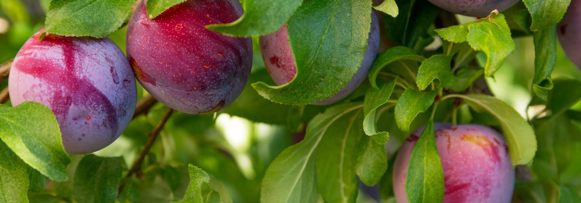 Ciruelo, ciruelo mirabel: plantación, poda, cosecha