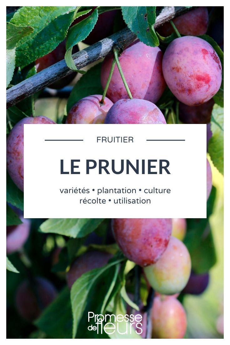 ciruelo - todo lo que necesitas saber ciruela