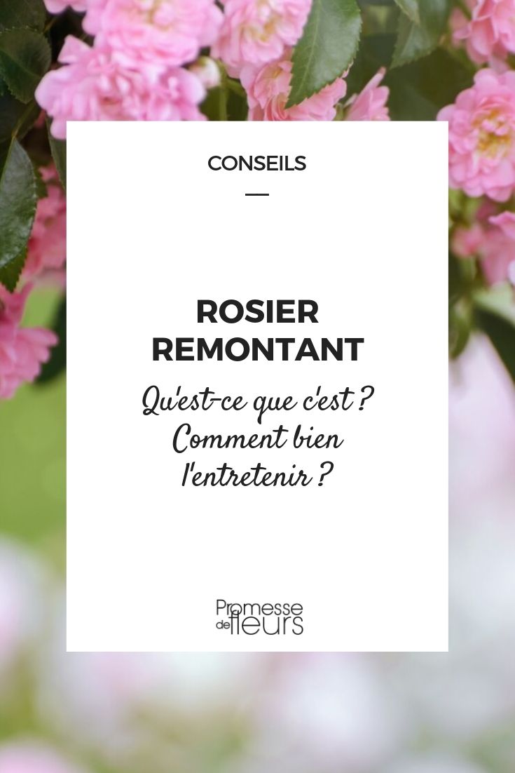 Rosa remontante: definición y consejos de cultivo