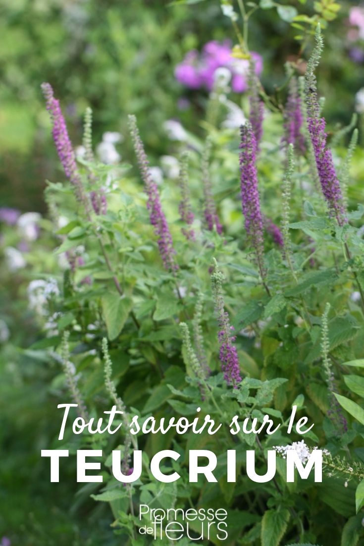 **Germandrée: Todo lo que necesitas saber**

La germandrée es una planta fascinante que merece un lugar destacado en tu jardín. Conocida por sus propiedades medicinales y su belleza ornamental, esta planta perenne es una excelente opción para aquellos que buscan añadir un toque de elegancia y utilidad a sus espacios verdes.

### Características de la Germandrée

- **Nombre científico**: Teucrium
- **Familia**: Lamiaceae
- **Tipo**: Planta perenne
- **Altura**: Varía según la especie, generalmente entre 30 cm y 1 metro
- **Floración**: Verano
- **Color de las flores**: Azul, rosa, blanco o púrpura

### Cuidados de la Germandrée

1. **Suelo**: Prefiere suelos bien drenados y ligeramente calcáreos.
2. **Luz**: Necesita exposición al sol o sombra parcial.
3. **Riego**: Moderado, evitando encharcamientos.
4. **Poda**: Se recomienda podar después de la floración para mantener su forma y estimular un nuevo crecimiento.

### Usos de la Germandrée

- **Medicinal**: Tradicionalmente utilizada para tratar problemas digestivos y respiratorios.
- **Ornamental**: Ideal para borduras, rocallas y jardines de bajo mantenimiento.
- **Atracción de polinizadores**: Sus flores son muy atractivas para abejas y mariposas.

### Especies Populares

- **Teucrium chamaedrys**: Conocida como germandrée común, es perfecta para setos bajos.
- **Teucrium fruticans**: Con flores azules y follaje grisáceo, es ideal para climas mediterráneos.
- **Teucrium montanum**: Adecuada para jardines rocosos y zonas montañosas.

### Consejos de Plantación

- **Época**: Primavera u otoño.
- **Espaciado**: Deja al menos 30 cm entre plantas para permitir un crecimiento adecuado.
- **Mantenimiento**: Retira las hojas secas y controla las malas hierbas alrededor de la planta.

La germandrée es una planta versátil y resistente que puede aportar múltiples beneficios a tu jardín. Ya sea por su belleza, sus propiedades medicinales o su capacidad para atraer polinizadores, esta planta es una excelente elección para cualquier jardinero. ¡No dudes en incluirla en tu próximo proyecto de jardinería!