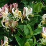 7 plantas trepadoras persistentes para tu jardín