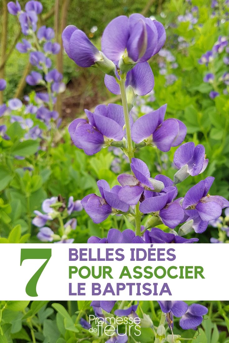 Baptisia: cómo combinarla en el jardín