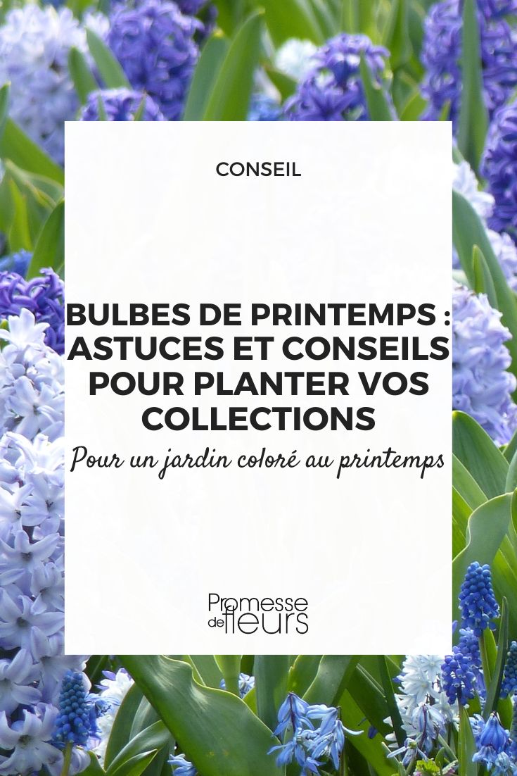 plantar colecciones de bulbos en primavera