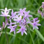 Tulbaghia: plantar, cultivar y cuidar