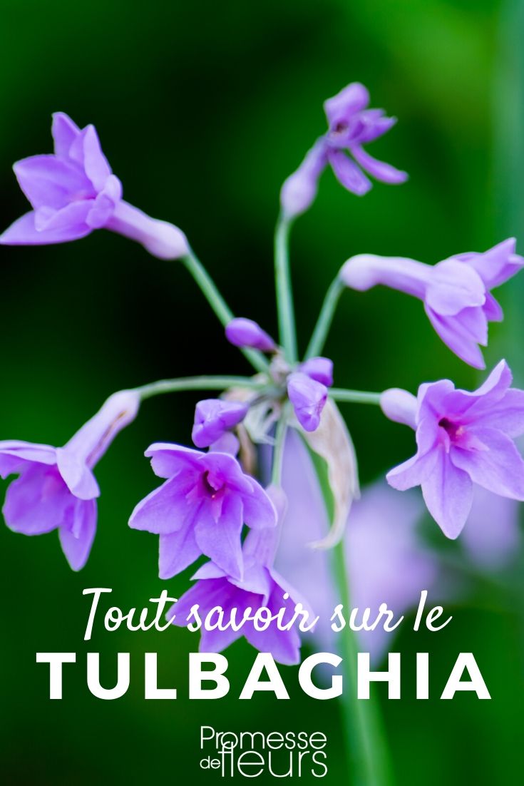 Tulbaghia Tulbaghia: plantar y cuidar