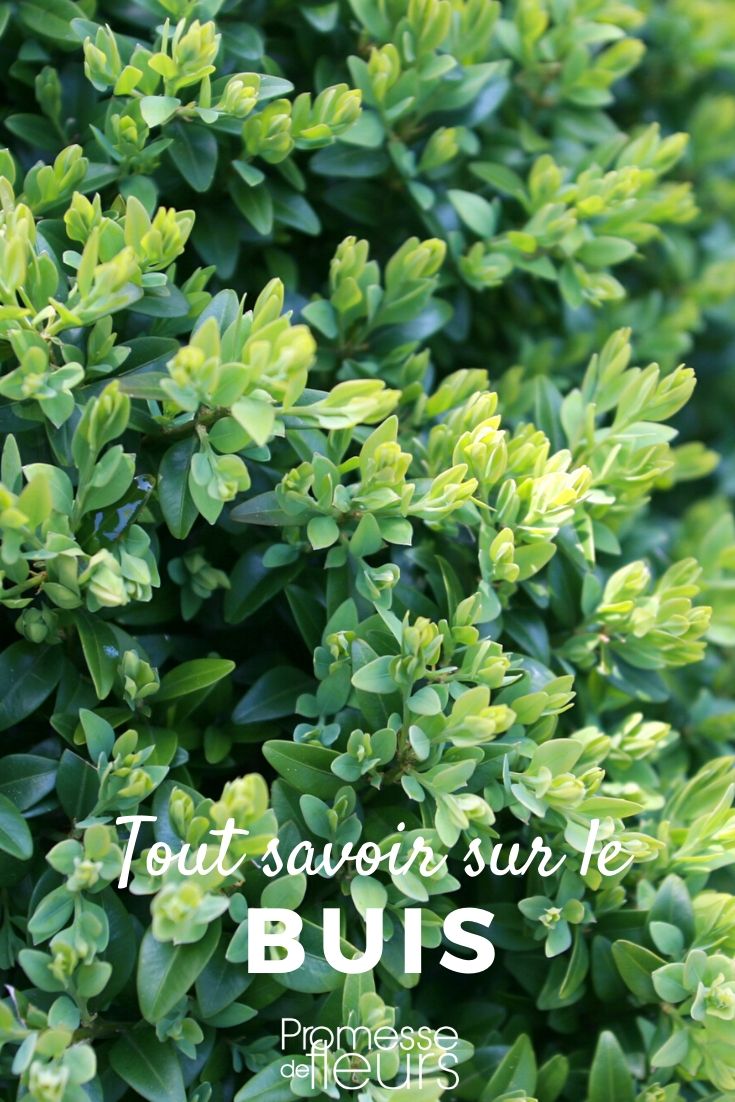 Boj: todo lo que necesitas saber **Buxus: Todo lo que necesitas saber**
El **Buxus**, comúnmente conocido como boj, es un arbusto perenne muy apreciado en jardinería por su versatilidad y elegancia. Ya sea para crear setos formales, borduras o esculturas topiarias, el boj es una opción clásica y atemporal. En este artículo, te contamos todo lo que necesitas saber sobre esta planta: desde su cultivo y cuidados hasta sus usos más comunes en el jardín.
### Características del Buxus
- **Follaje**: Hojas pequeñas, ovaladas y de un verde intenso.
- **Crecimiento**: Lento pero constante, ideal para formas precisas.
- **Altura**: Varía según la especie, desde 1 metro hasta 4 metros en algunos casos.
- **Resistencia**: Muy resistente al frío y adaptable a diferentes tipos de suelo.
### Cultivo y cuidados
1. **Suelo**: Prefiere suelos bien drenados y ricos en materia orgánica.
2. **Luz**: Tolera tanto el sol como la sombra parcial.
3. **Riego**: Moderado, evitando encharcamientos.
4. **Poda**: Esencial para mantener su forma y estimular un crecimiento denso. Se recomienda podar a finales de primavera o principios de verano.
5. **Plagas y enfermedades**: Vigila la presencia de la polilla del boj y el hongo *Cylindrocladium buxicola*.
### Usos en el jardín
- **Setos formales**: Perfecto para delimitar espacios con elegancia.
- **Topiaria**: Ideal para crear formas artísticas y esculturas vegetales.
- **Borduras**: Aporta estructura y orden a los macizos de flores.
- **Macetas**: Una excelente opción para decorar terrazas y balcones.
### Consejos adicionales
- Si vives en una zona con inviernos muy fríos, protege las plantas jóvenes con un acolchado en la base.
- Utiliza fertilizantes específicos para plantas verdes en primavera y otoño.
- Combina el boj con otras plantas como lavanda o rosas para crear contrastes interesantes.
El **Buxus** es, sin duda, una planta imprescindible en cualquier jardín que busque elegancia y estructura. Con los cuidados adecuados, te acompañará durante muchos años, aportando un toque de sofisticación a tu espacio verde. ¡Anímate a incluirlo en tu próximo proyecto de jardinería! ????