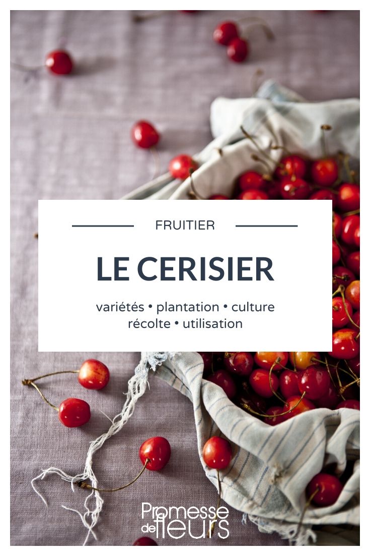 Cerezal: Todo lo que necesitas saber