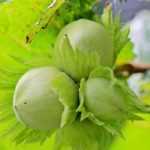 Poda del avellano: ¿cuándo y cómo podarlo bien?