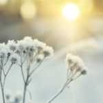 Mi planta se heló. ¿Por qué? ¿Qué hacer?