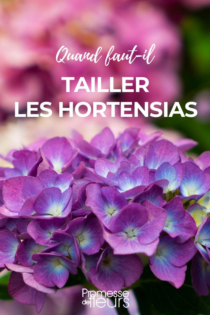 Cuándo podar la hortensia