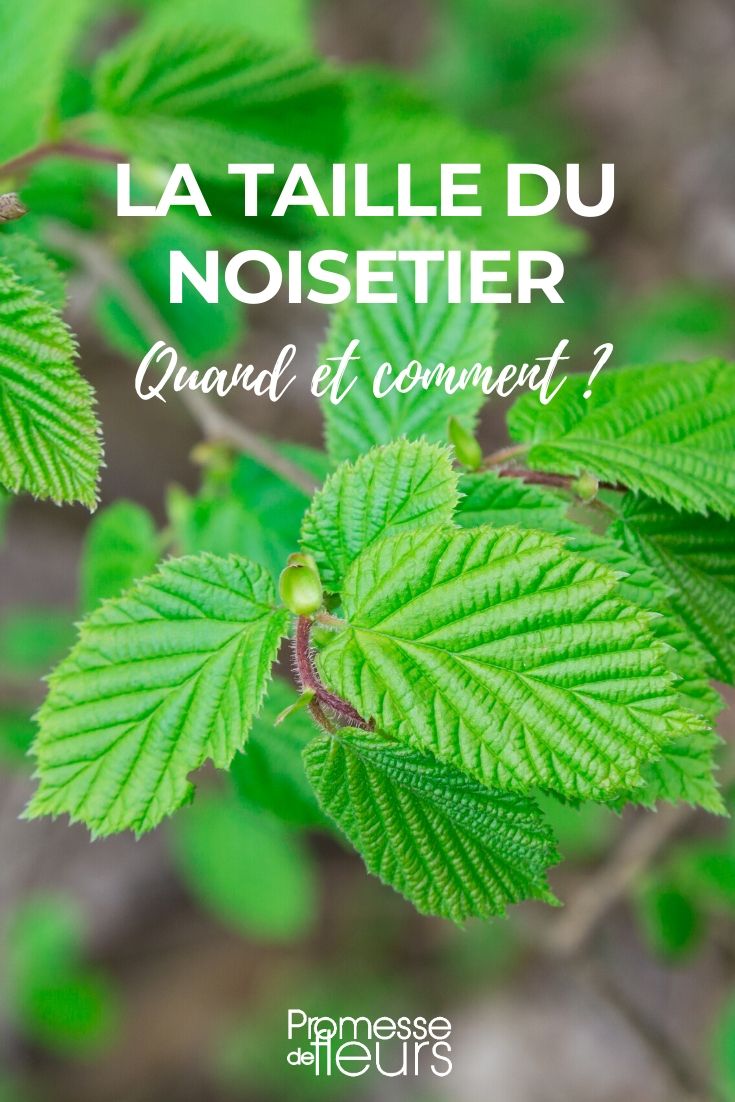 tamaño del avellano **Cuándo y cómo podar el avellano**
El avellano (*Corylus avellana*) es un arbusto o pequeño árbol muy apreciado por sus deliciosos frutos y su follaje decorativo. Para mantenerlo saludable y productivo, es esencial podarlo en el momento adecuado y de la manera correcta. Aquí te explicamos cuándo y cómo hacerlo.
---
### **¿Cuándo podar el avellano?**
La mejor época para podar el avellano es a finales del invierno o principios de la primavera, justo antes de que comience la brotación. Esto permite que la planta se recupere rápidamente y minimiza el riesgo de enfermedades. Evita podar en otoño o en pleno invierno, ya que el frío y la humedad pueden favorecer la aparición de hongos.
---
### **¿Cómo podar el avellano?**
1. **Poda de formación (en los primeros años):**
- Durante los primeros 2-3 años, enfócate en darle una estructura equilibrada al arbusto.
- Elimina las ramas débiles, mal orientadas o que se crucen.
- Deja entre 4 y 6 ramas principales bien distribuidas para formar la estructura básica.
2. **Poda de mantenimiento (a partir del cuarto año):**
- Elimina las ramas secas, dañadas o enfermas.
- Corta los chupones (brotes que salen desde la base) para evitar que el arbusto se vuelva demasiado denso.
- Aclara el centro del arbusto para mejorar la circulación del aire y la penetración de la luz, lo que favorece la producción de avellanas.
3. **Poda de rejuvenecimiento (cada 5-7 años):**
- Si el avellano se ha vuelto demasiado grande o poco productivo, realiza una poda drástica.
- Corta las ramas viejas a ras del suelo para estimular el crecimiento de nuevos brotes.
- Este tipo de poda se realiza en invierno, cuando la planta está en reposo.
---
### **Consejos adicionales**
- Utiliza herramientas de poda limpias y afiladas para evitar dañar la planta.
- Desinfecta las herramientas antes y después de cada uso para prevenir la propagación de enfermedades.
- Aplica un sellador en los cortes grandes para proteger la planta de infecciones.
---
Con una poda adecuada, tu avellano crecerá fuerte, sano y te proporcionará una abundante cosecha de avellanas. ¡Manos a la obra! ????✂️