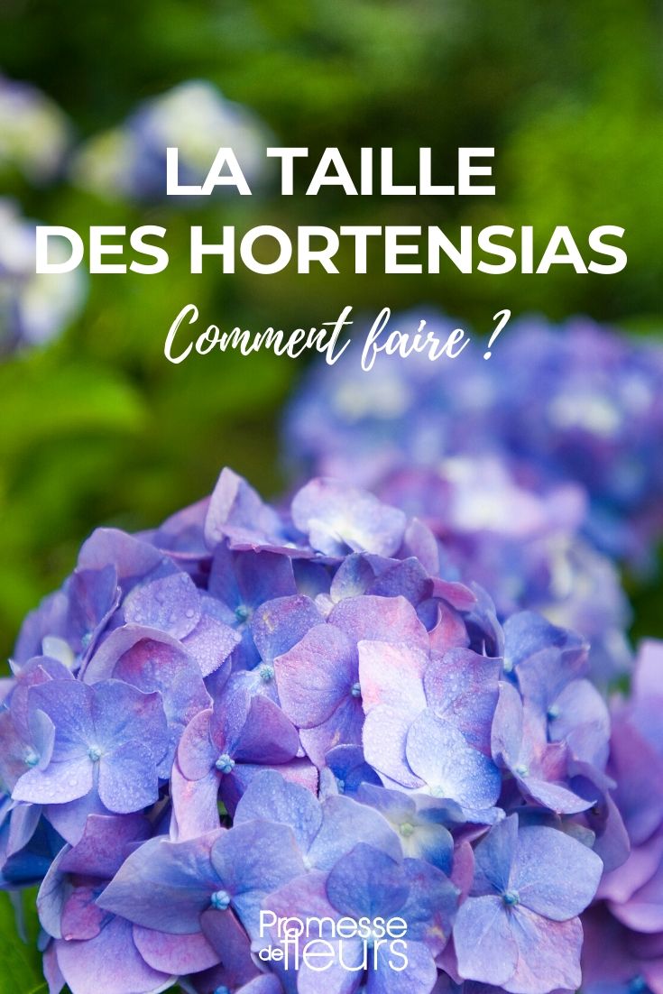 Tamaño de la hortensia Podar la hortensia: cómo hacerlo