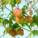 10 plantas trepadoras ideales para vallas