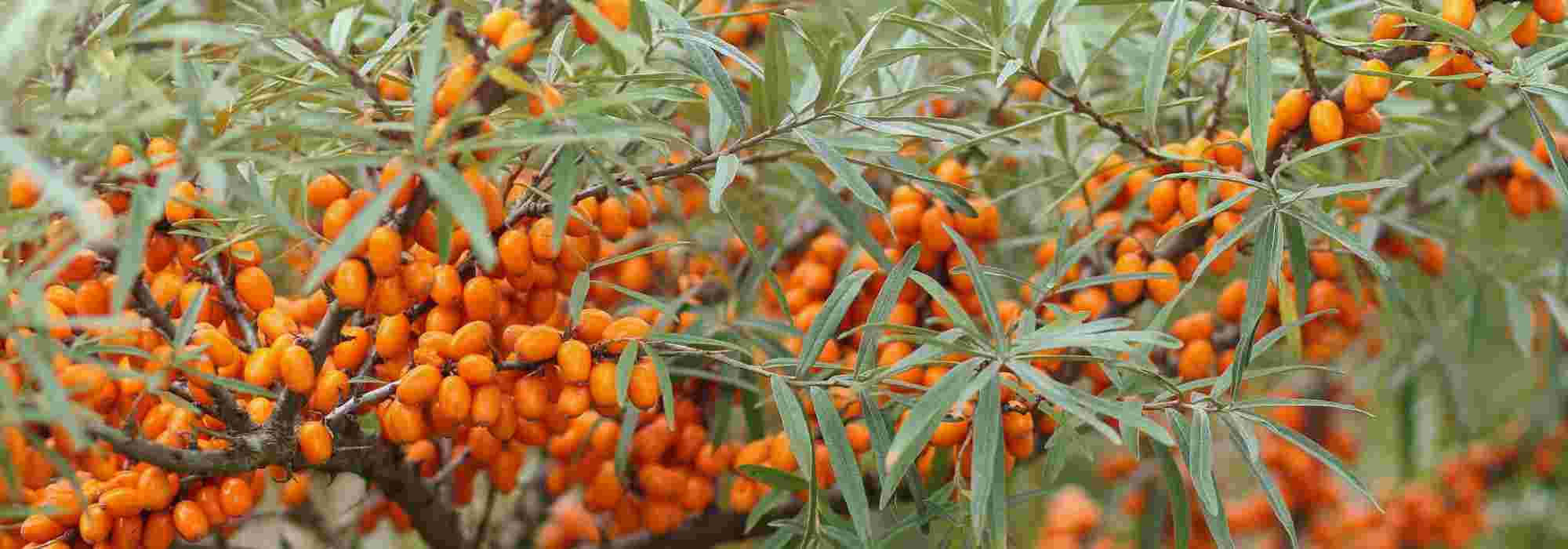 7 arbustos de follaje gris plateado que no pueden faltar en tu jardín