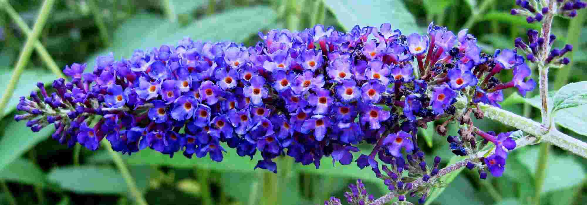 8 arbustos de flores azules que no pueden faltar en tu jardín