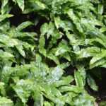 Asplenium: plantar, cultivar y cuidar