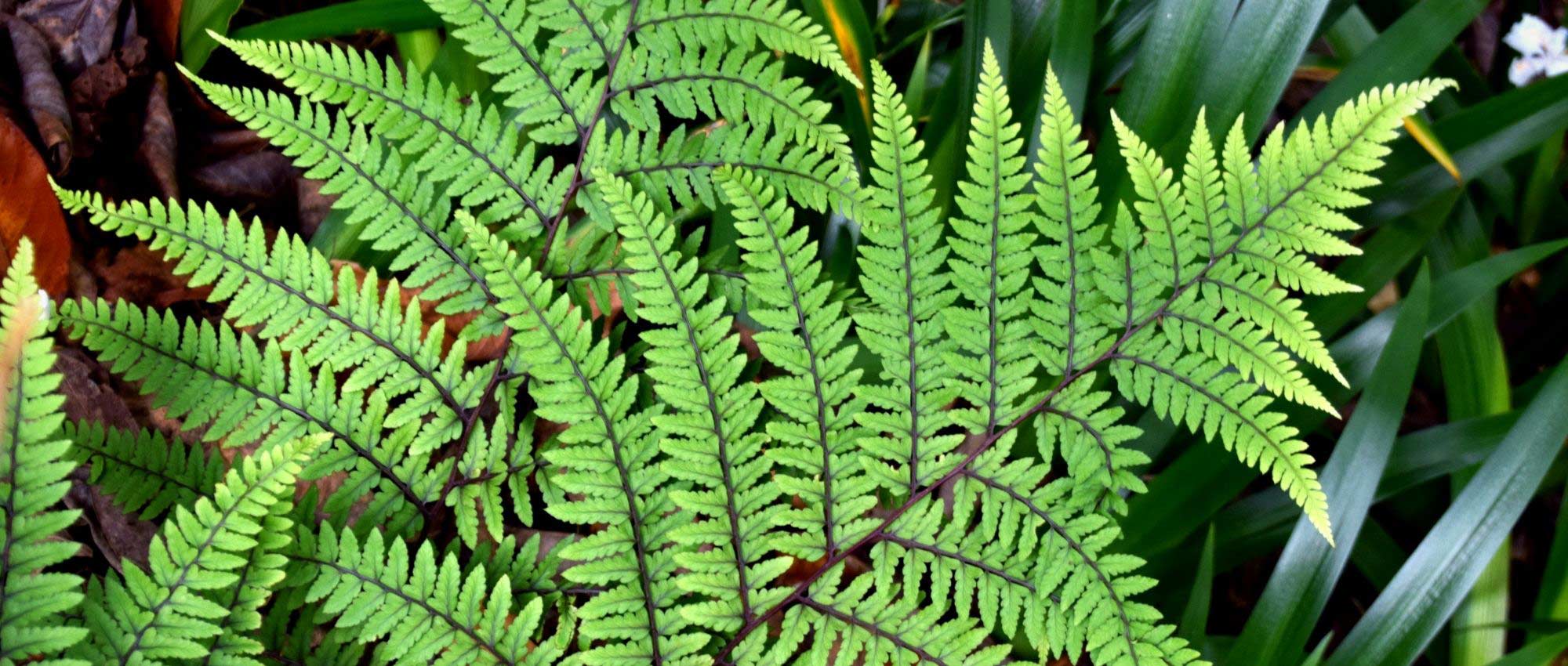 Athyrium: plantar, cultivar y cuidar
