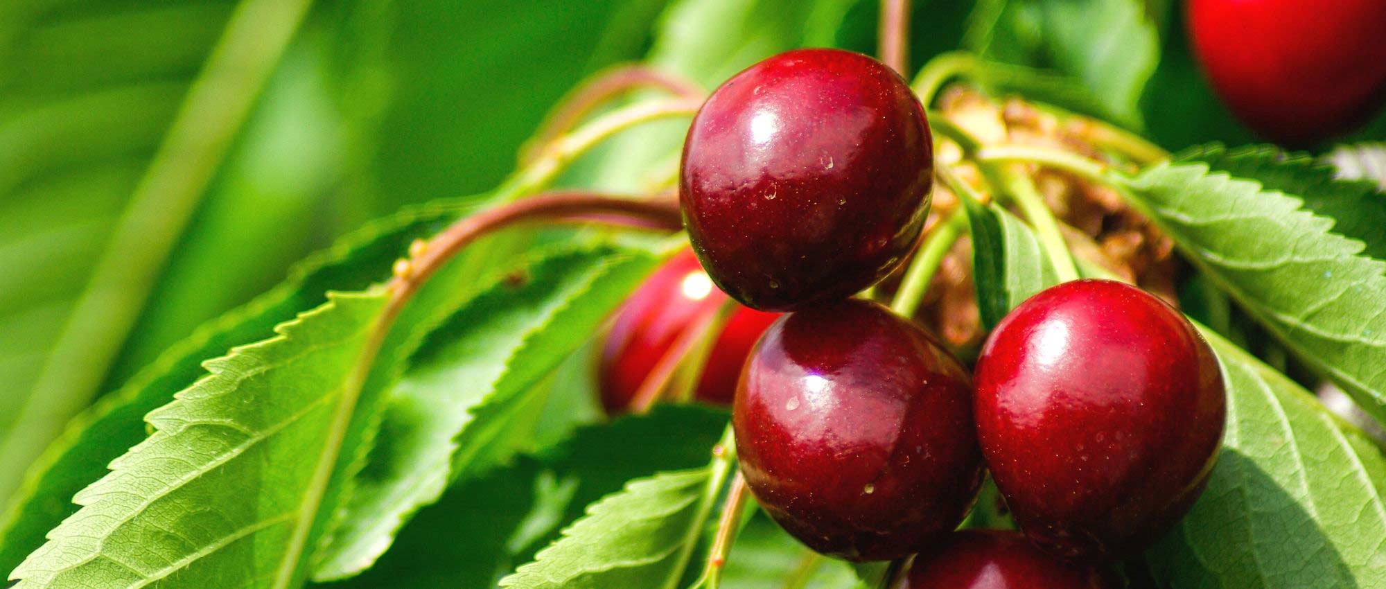 Mosca de la cereza: prevención y tratamiento