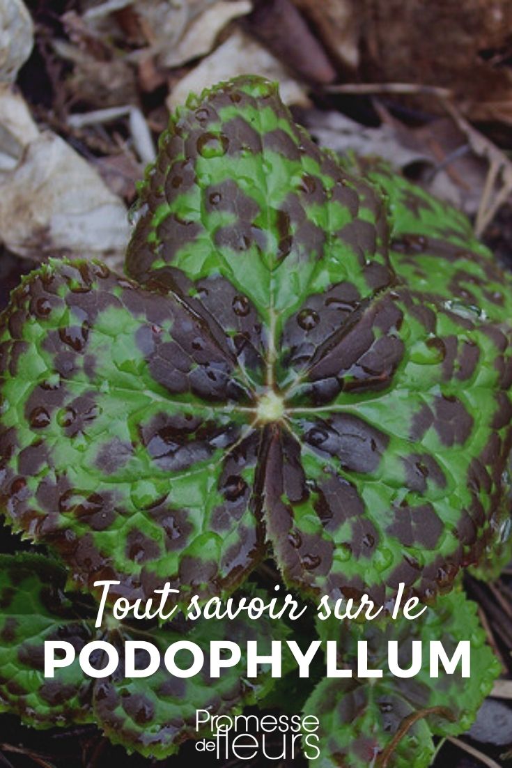 Podophyllum Podophyllum