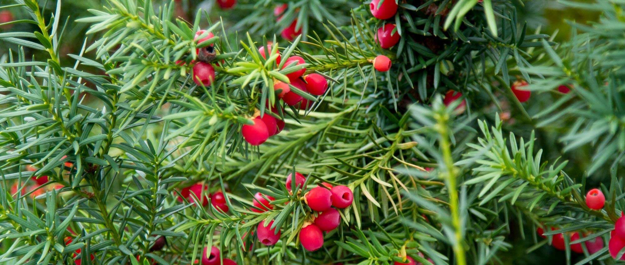 Tejo, Taxus baccata: plantar, cuidar