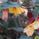 Abutilon: invernarlo correctamente