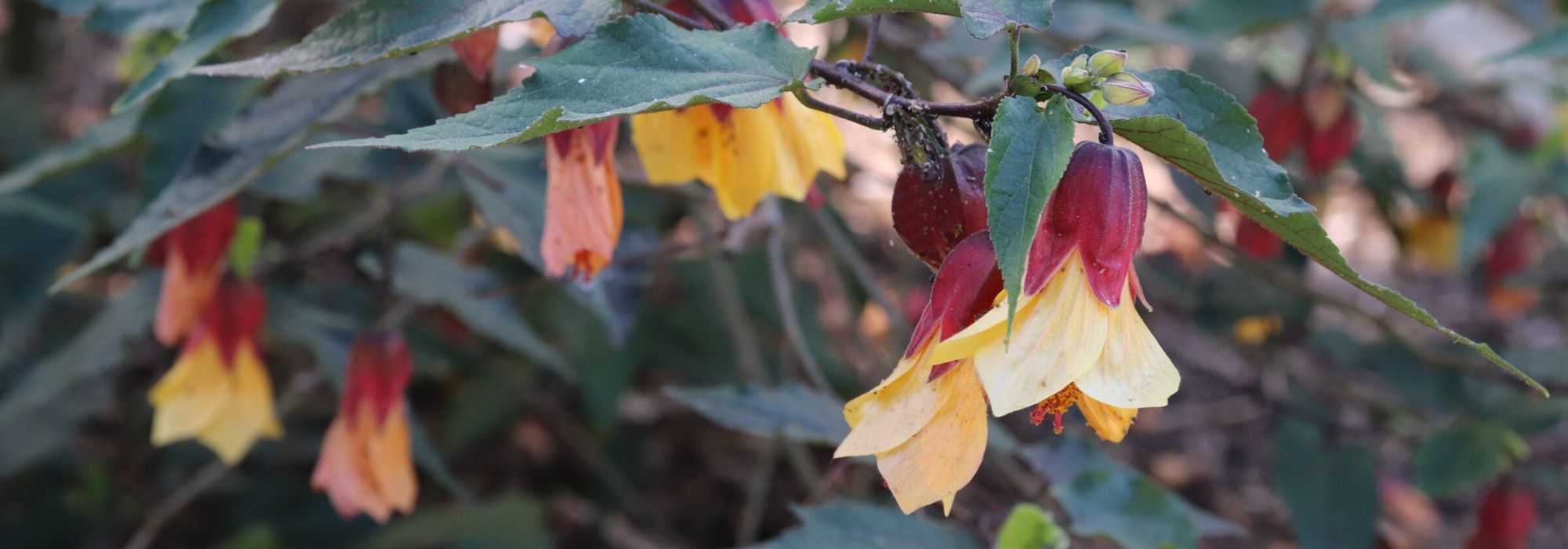 Abutilon: invernarlo correctamente