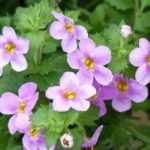 Bacopa: plantar, cultivar y cuidar
