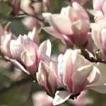 Magnolio: elegir la variedad adecuada para tu jardín