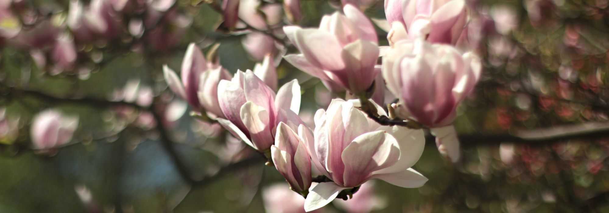 Magnolio: elegir la variedad adecuada para tu jardín