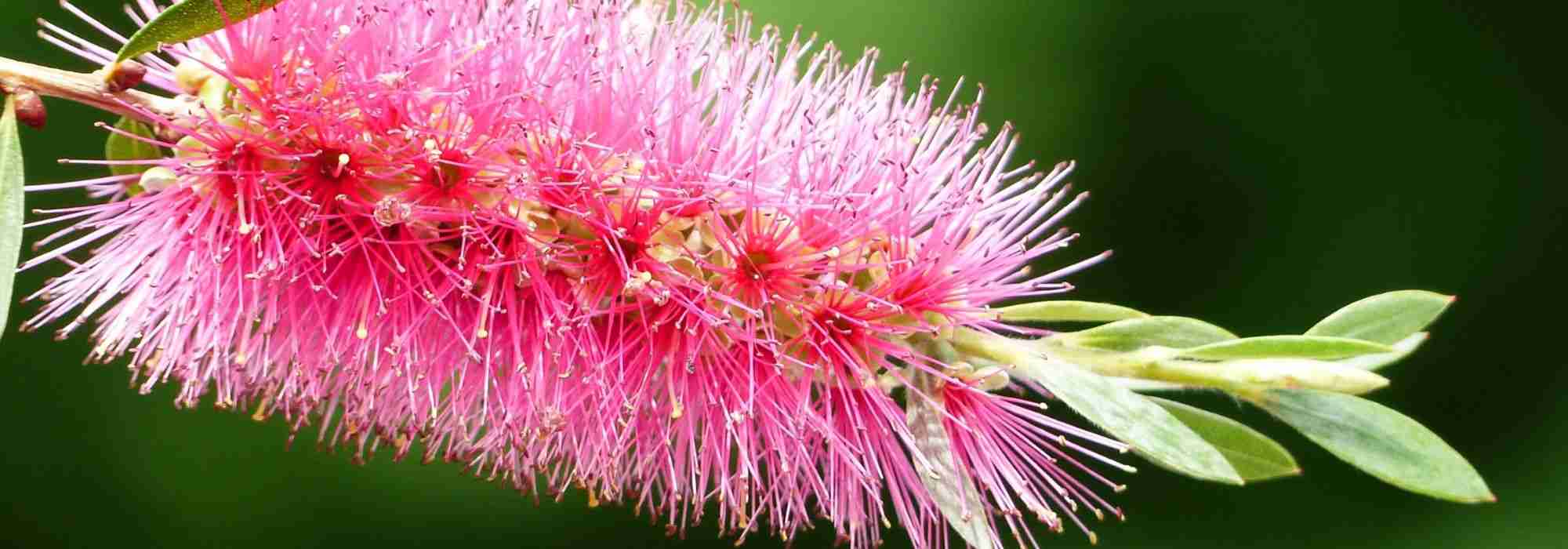 Callistemon, limpiatubos: ¿cómo protegerlo del frío en invierno?