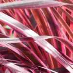 Invernaje de la cordiline