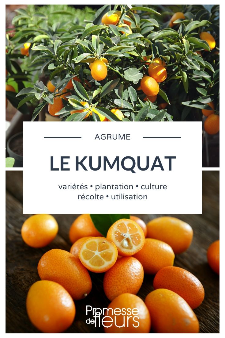 kumquat Kumquats: cultivo, cuidado y cosecha