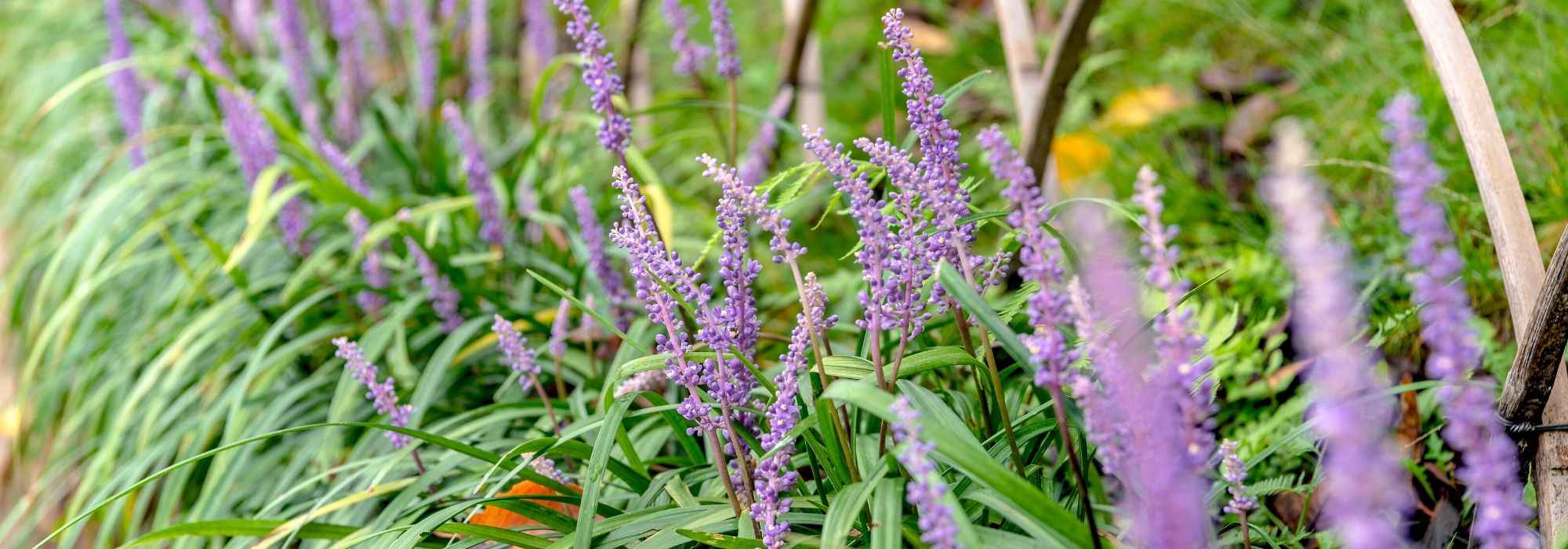 Serpentina: plantar, cultivar y multiplicar