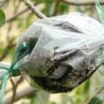 Acodo: ¿cómo se hace?