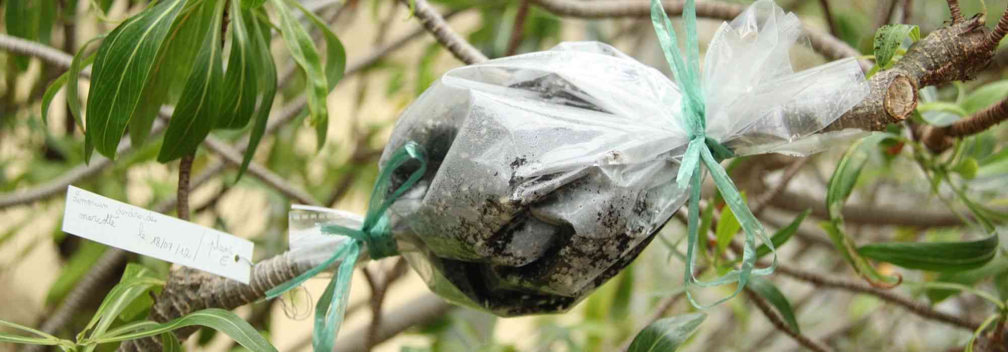 Acodo: ¿cómo se hace?