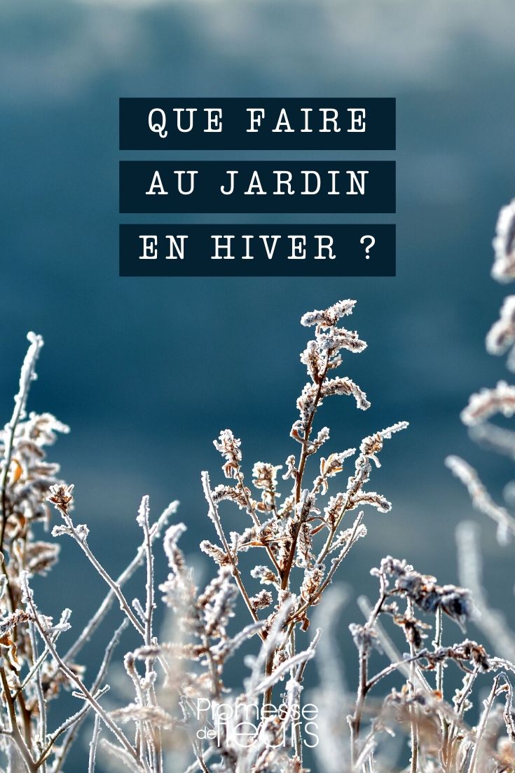 ¿Qué hacer en el jardín en invierno? invierno: ¿qué hacer en el jardín?