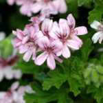 Cómo lograr la invernada de los pelargonios (geranios de balcón)