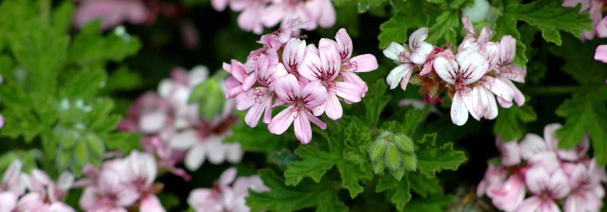 Cómo lograr la invernada de los pelargonios (geranios de balcón)