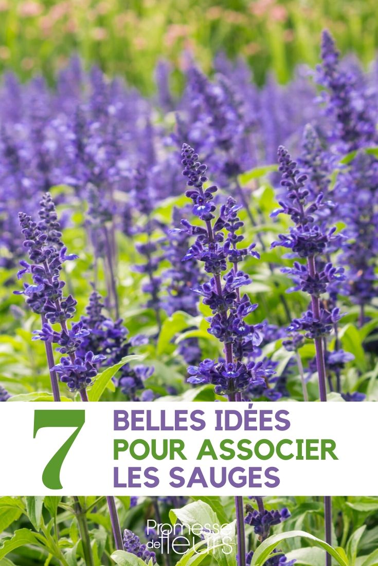salvia _ asociar en el jardín Salvias: ideas para combinarlas en el jardín
