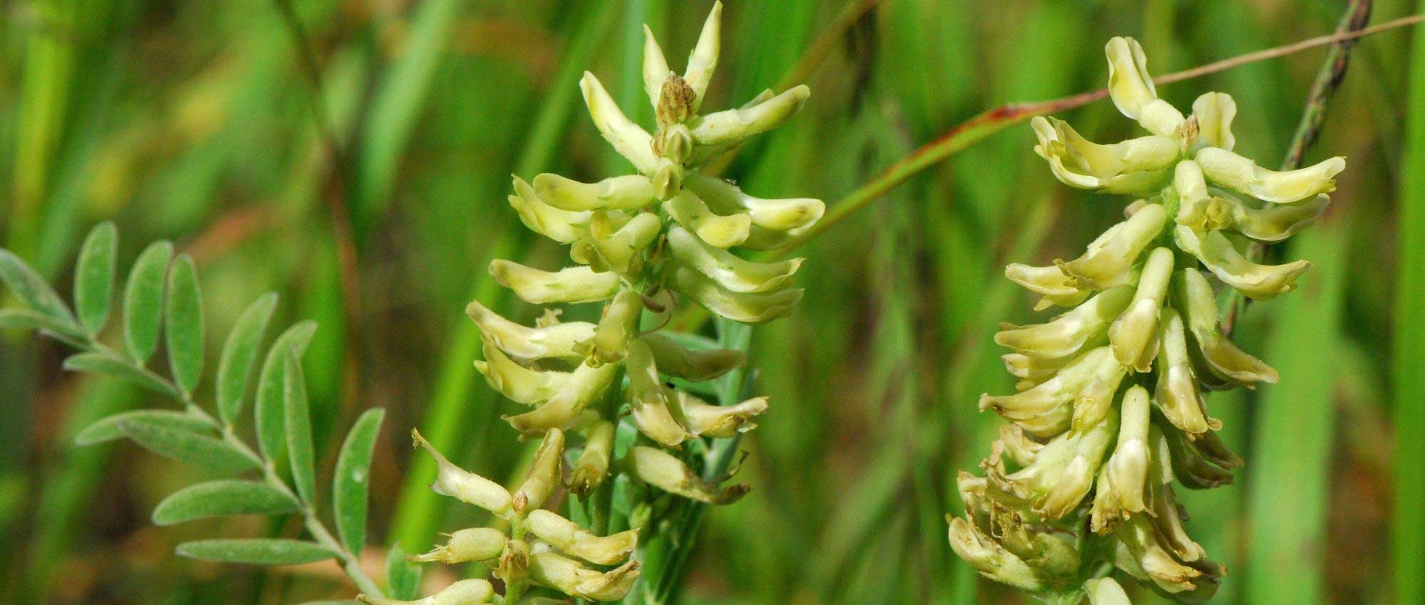 Astrágalo: plantación, cultivo y cuidados