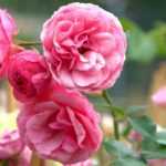 ¡10 arbustos de floración de verano que no pueden faltar en tu jardín!