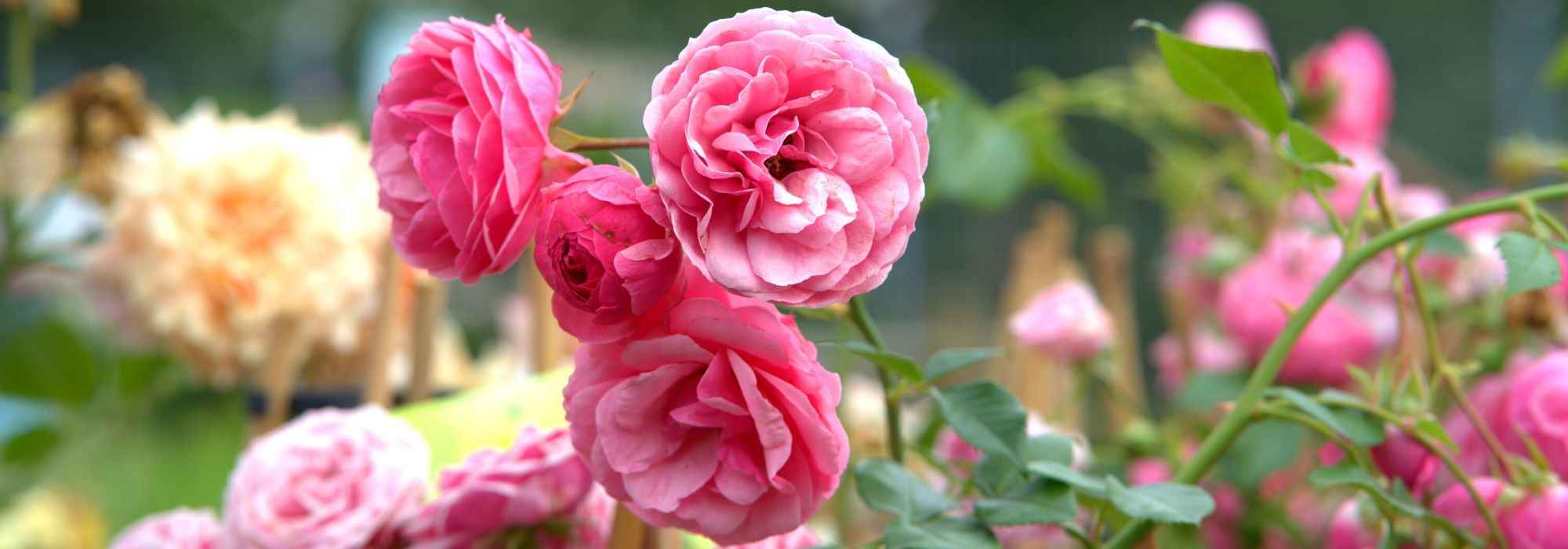 ¡10 arbustos de floración de verano que no pueden faltar en tu jardín!